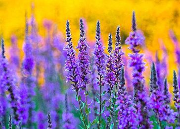 杰仕登与empty合作 代理发售《弹丸论破》系列 X 大川bkub周边